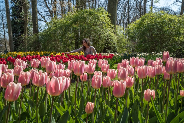 How to See the Tulips in Amsterdam