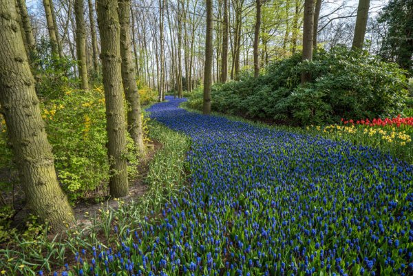 How to See the Tulips in Amsterdam