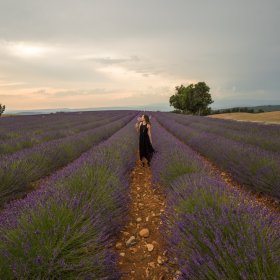 lavender provence