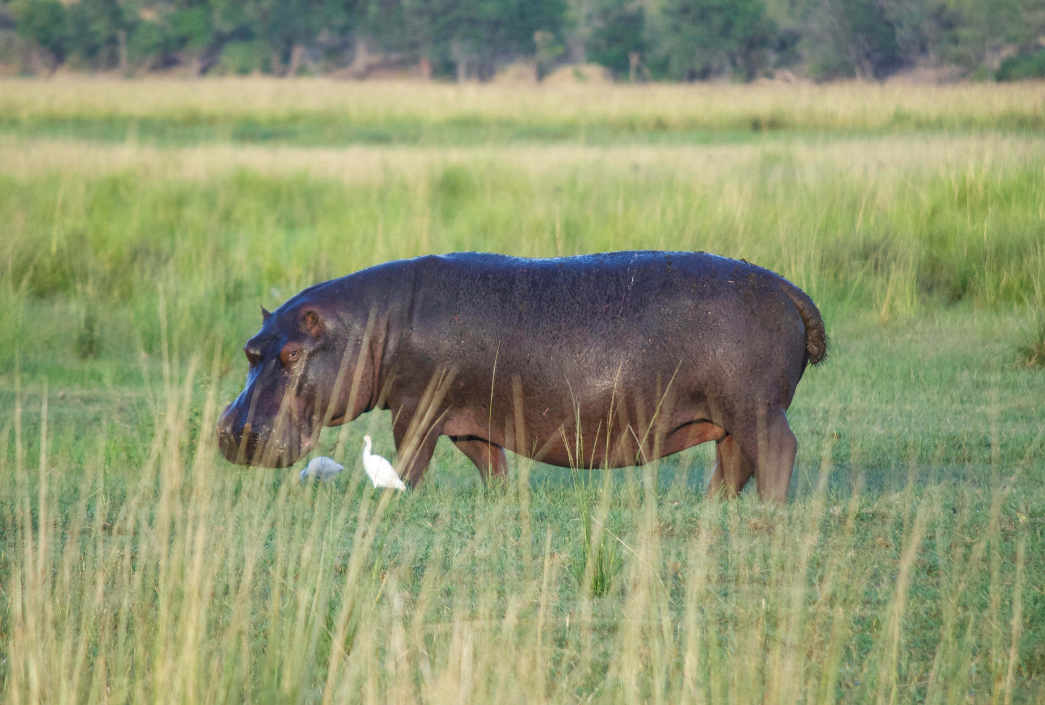 Women's Namibia, Botswana, and Zambia Tour