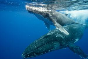 Swimming with Humpback Whales in Tonga