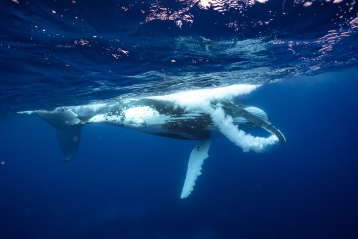 French Polynesia Whale Swim Trip - Be My Travel Muse