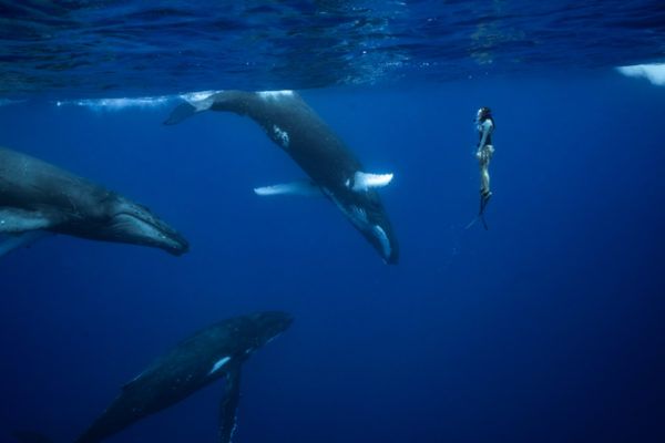 Want to Swim With Whales? Here's Where to Go