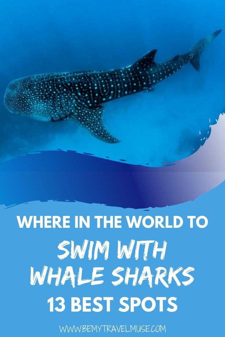 Where in the World to Swim with Whale Sharks