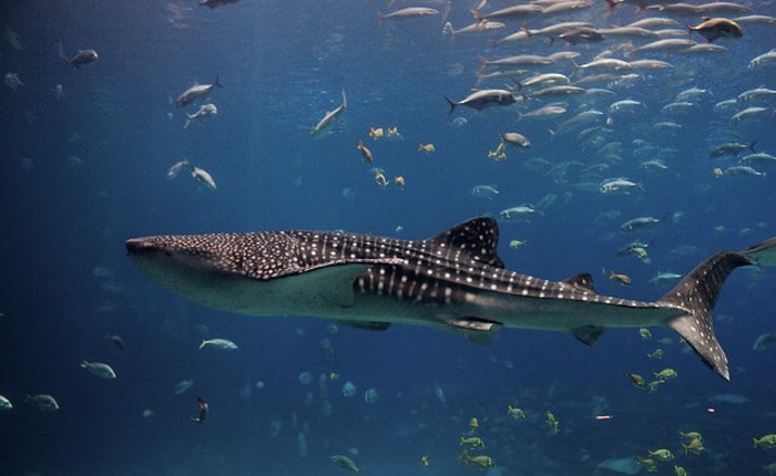 Where in the World to Swim with Whale Sharks