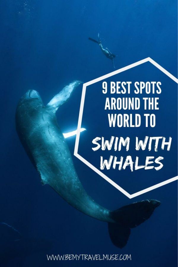 Want to Swim With Whales? Here's Where to Go