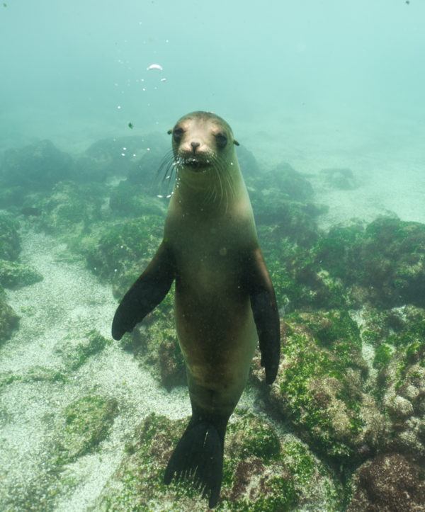 The Best Time to Visit the Galapagos Islands - Be My Travel Muse