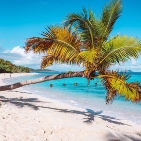 single palm stretching towards bright turquoise waters of denis bay