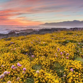 The Best Places to See California's Wildflowers & Super Blooms