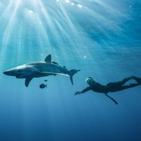 cabo san lucas shark swimming