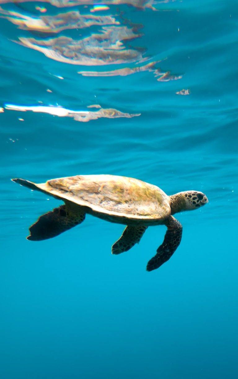 The Top 10 Best Snorkeling Spots in Maui - Be My Travel Muse