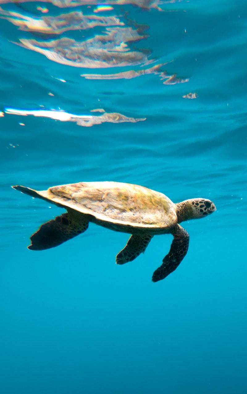 The Top 10 Best Snorkeling Spots in Maui - Be My Travel Muse