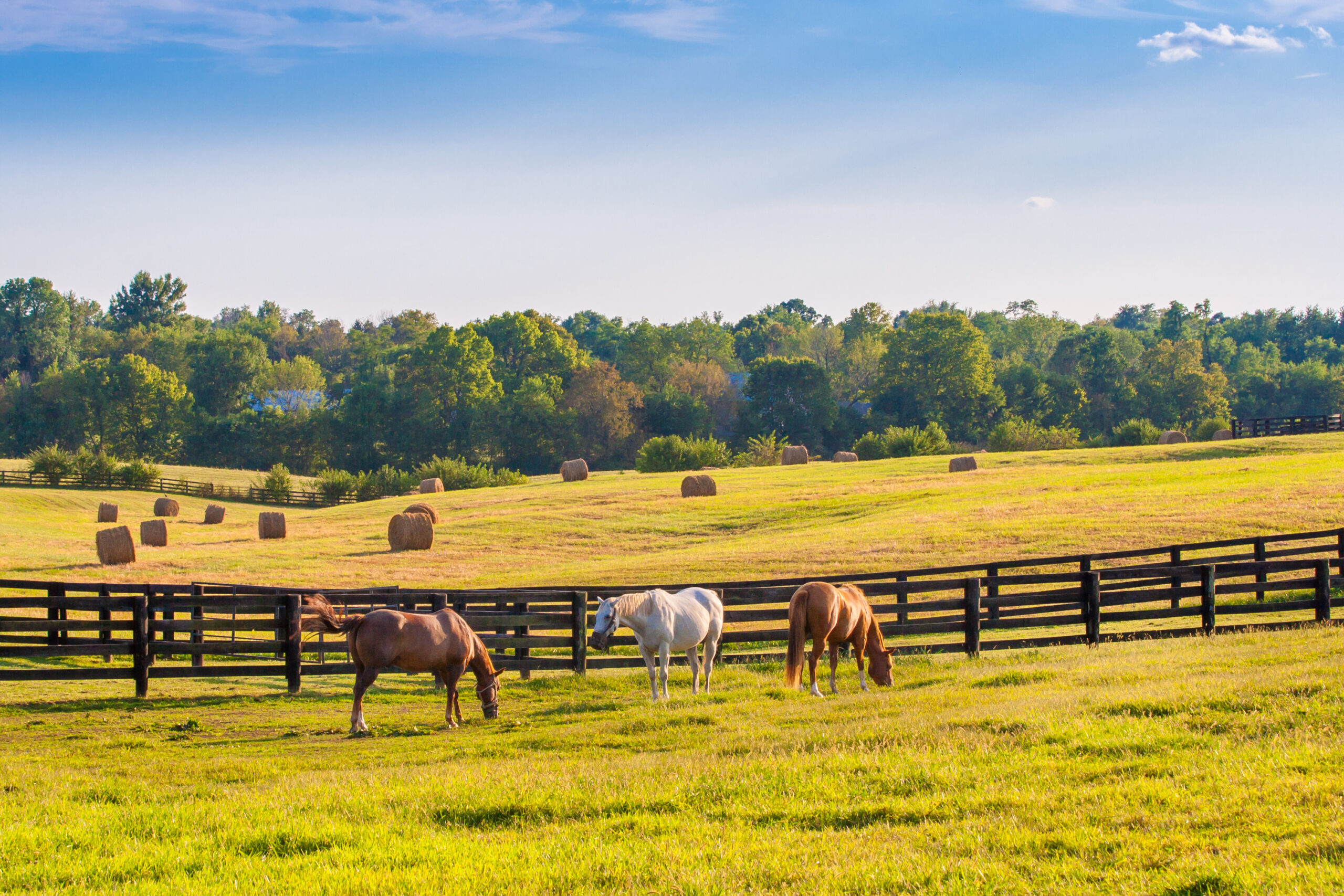 The Ultimate Guide to Lexington, Kentucky Be My Travel Muse