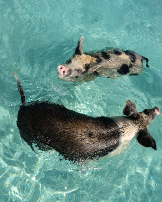 Your Guide to Swimming with Pigs in the Bahamas