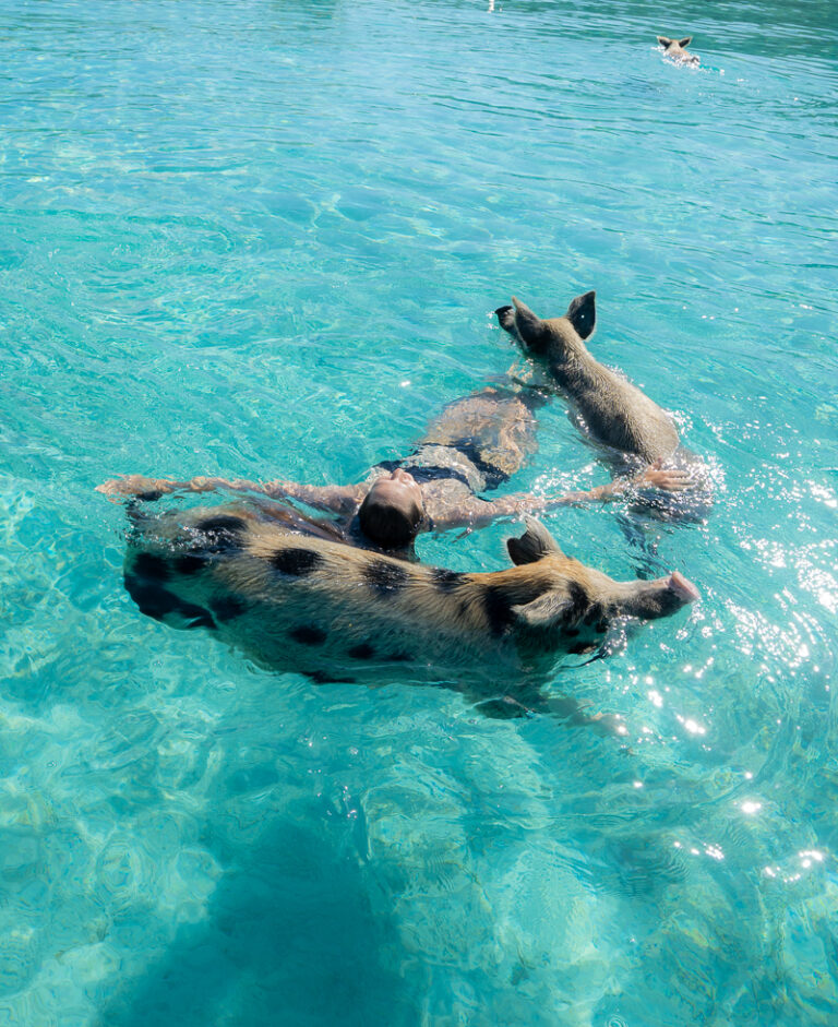 Your Guide to Swimming with Pigs in the Bahamas