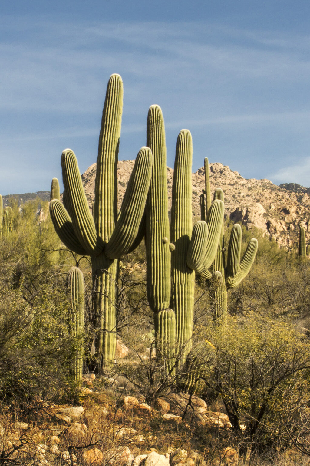 10 Tucson Attractions That You Can’t Miss! - Be My Travel Muse