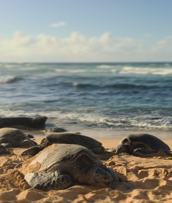 The Top 10 Best Snorkeling Spots in Maui - Be My Travel Muse