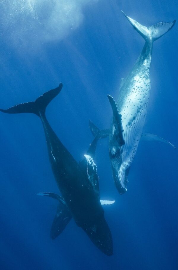 French Polynesia Whale Swim Trip - Be My Travel Muse