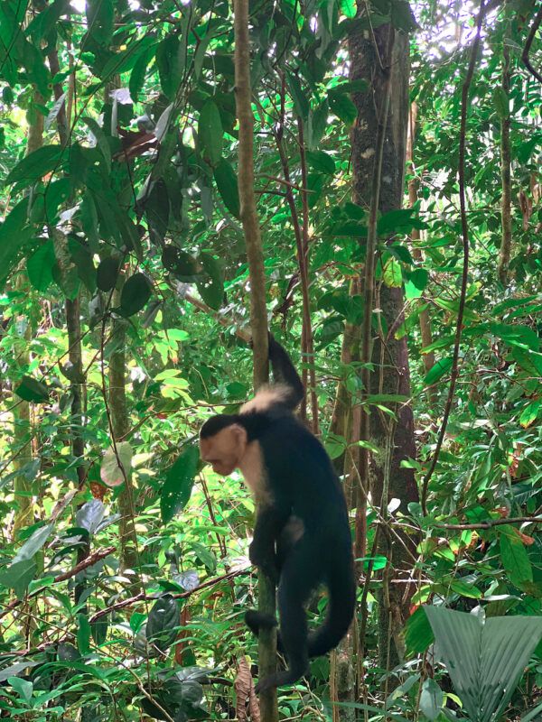 Manuel Antonio National Park, Costa Rica: Everything You Need to Know ...