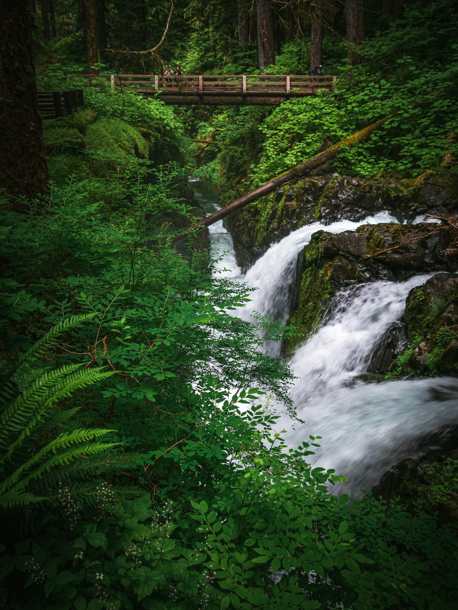 7 of the Best Hikes in Olympic National Park - Be My Travel Muse