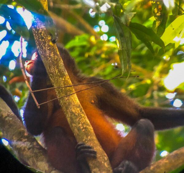 2023 Guide to Corcovado National Park (7 Things to Know!) - Be My ...