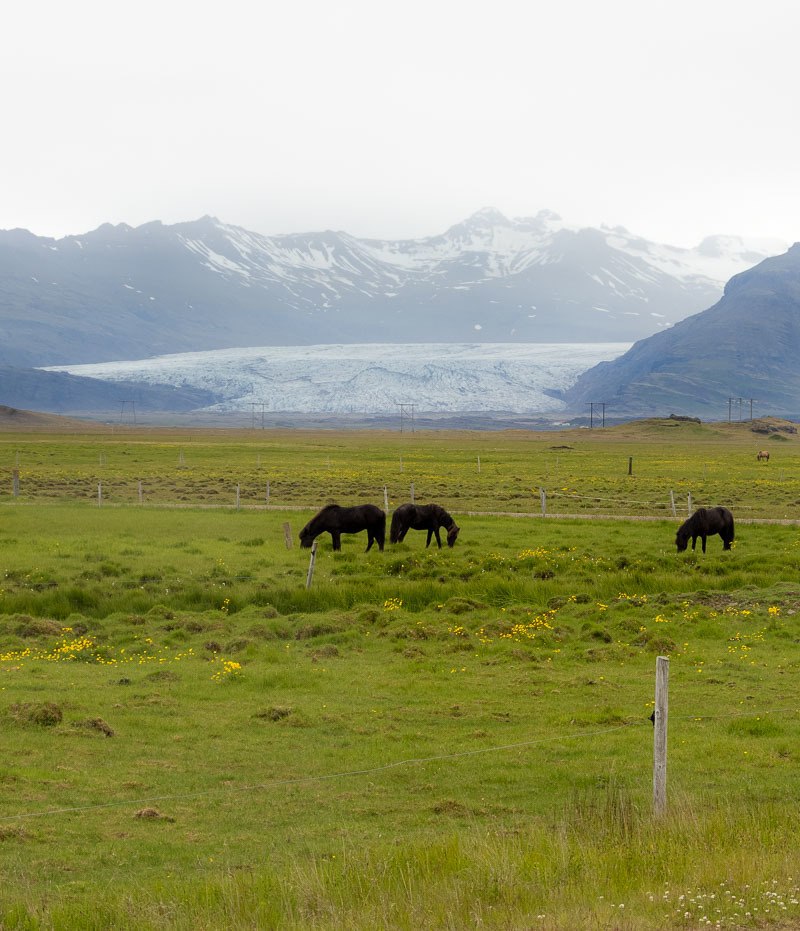 holland america cruise iceland