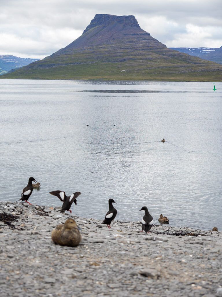 holland america cruise iceland