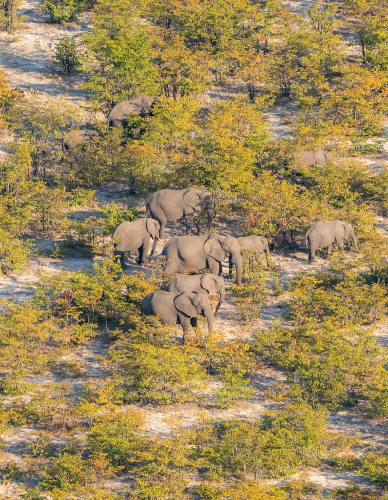 elephants in botswana